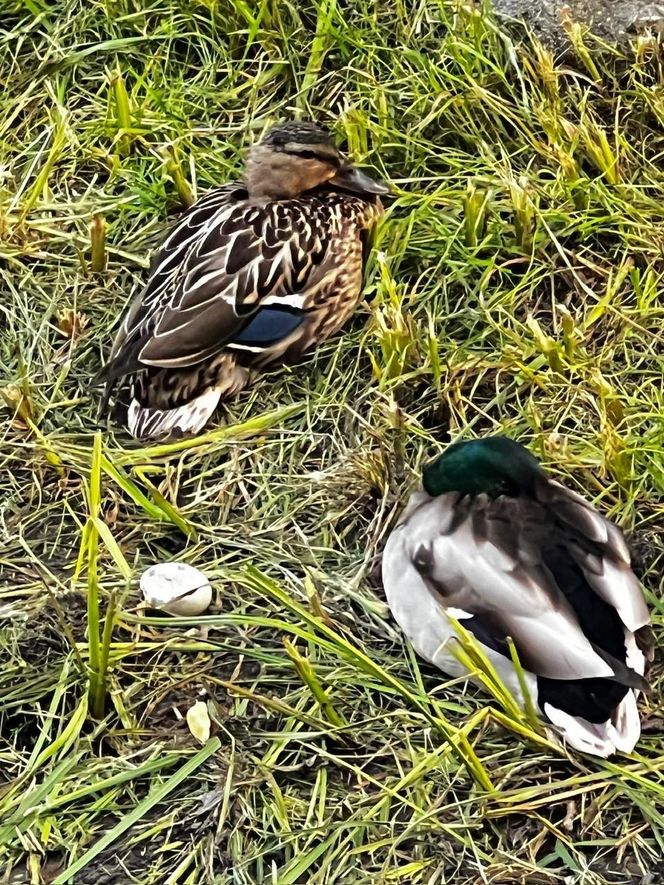 Warszawa, Wesoła. Zniszczone gniazda kaczek