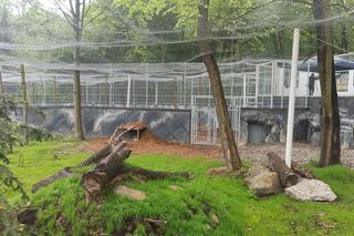 W śląskim ZOO powstała nowa woliera dla panter śnieżnych