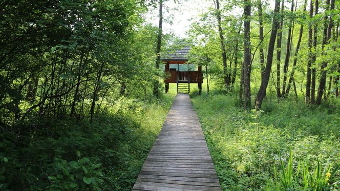 Białowieski Park Narodowy 