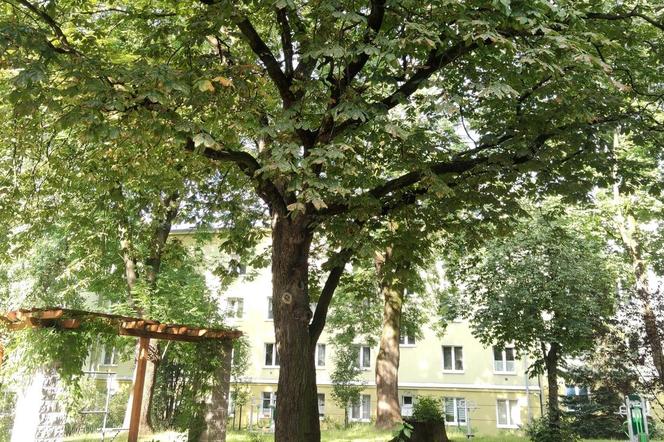 Lublin - kolejne okazy drzew miejskimi pomnikami przyrody