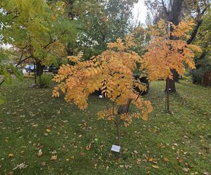 Jesień w Ogrodzie Botanicznym UKW. To ostatnia szansa na spacer wśród złotych liści!