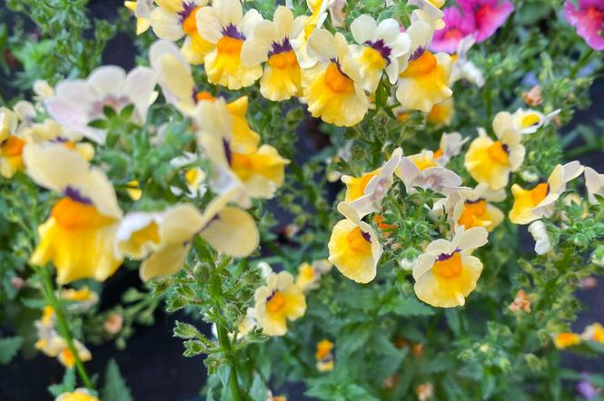 Nemezja - świetny kwiat na balkony i rabaty zachwycający kolorami
