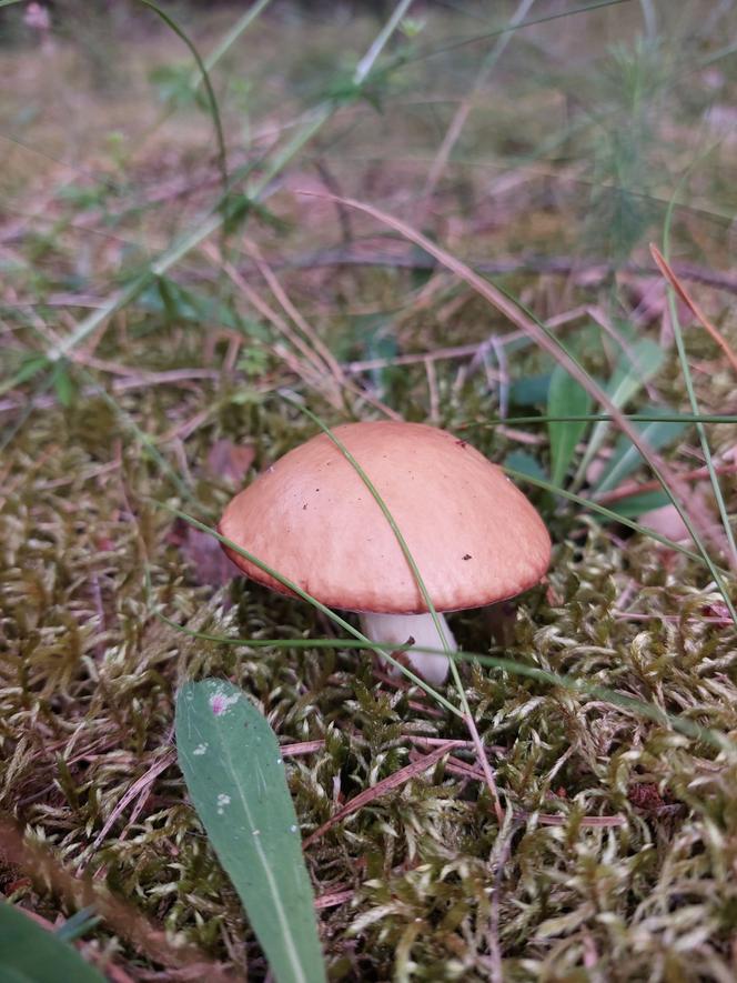 Grzyby w Lubuskiem - okolice Strzelec Krajeńskich