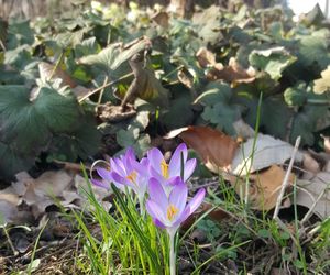 Czy  wiosna ostatecznie pokonała zimę? Pytamy Jarosława Mikietyńskiego z Ogrodu Botanicznego Instytutu Hodowli i Aklimatyzacji Roślin w Bydgoszczy