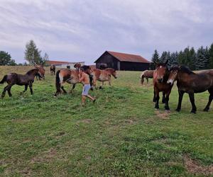 Heroiczna walka o życie pięciu koni