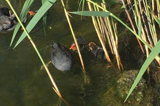 Byliśmy nad bydgoskim Balatonem 