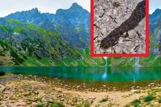 Przerażające zjawisko turystyczne zarejestrowano w Tatrach. Czym jest pełzająca masa? [WIDEO]