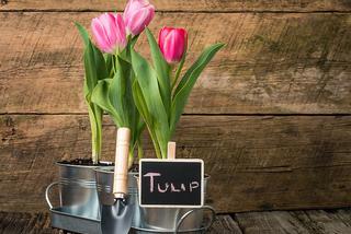 Pędzenie tulipanów