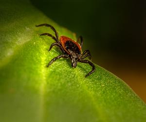 Plaga boreliozy i kleszczowego zapalenia mózgu w Polsce! Zachowajmy ostrożność