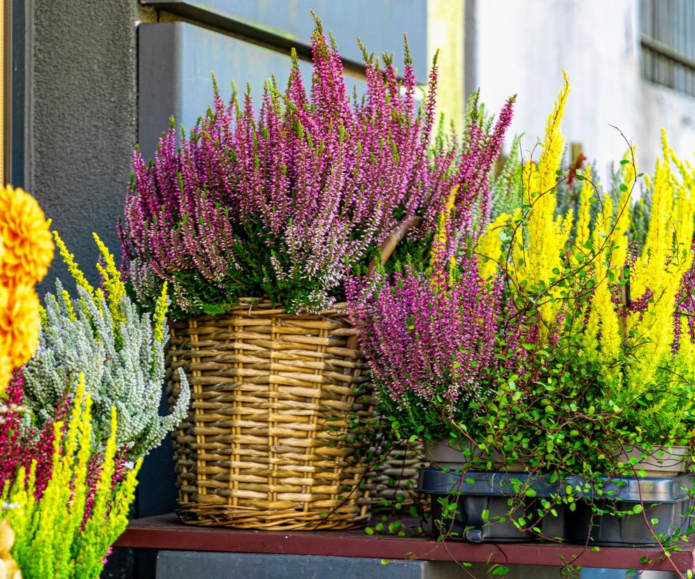 Jak przezimować wrzosy w doniczkach? 