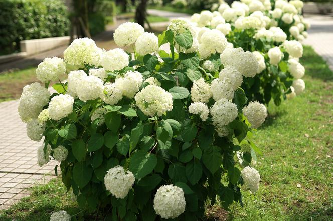 Hortensja krzewiasta