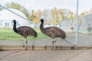 Fauna i Fjuczer wyruszają w drogę do Poznania. Emu ze Szczecina mają nowy dom