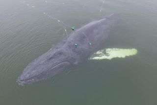 Wieloryb zaplątał się w sieci w Międzyzdrojach