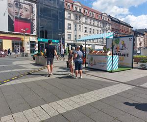 Miejska farma Galerii Katowickiej. Można się załapać na darmowe warzywa i owoce