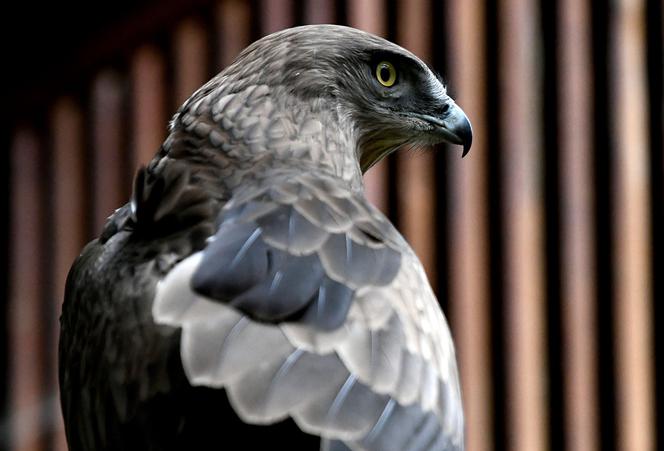 Gadożer Bodzio wraca na wolność [ZDJĘCIA]