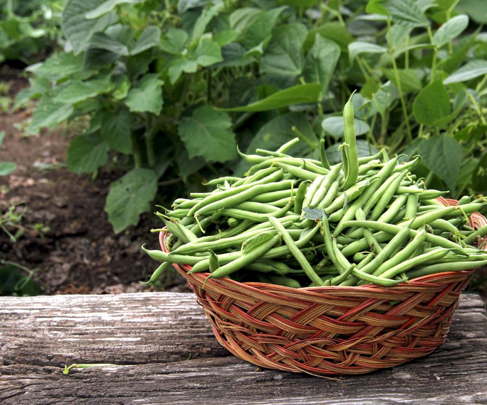 Fasolka szparagowa: jakie są odmiany fasolki szparagowej?