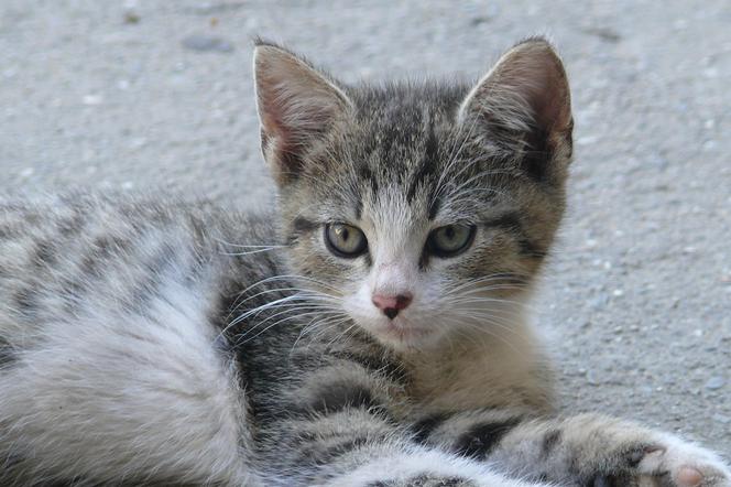 Miasto Kotów pomaga setkom kotów, teraz sama fundacja jest w KRYTYCZNEJ SYTUACJI