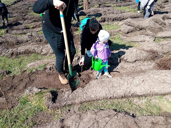 Akcja "Grudziądzanie sadzą las"!