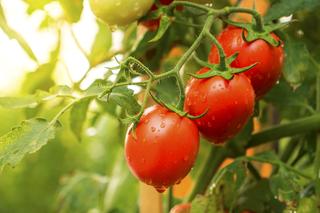 Domowa odżywka na klepnięte pomidory. Działa jak steryd. Pomidory na krzaczkach rosną po niej jak szalone