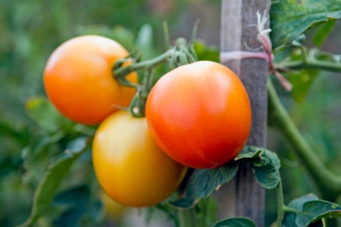 Pielęgnacja pomidorów