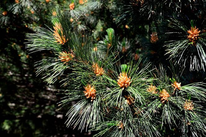 Sosna rumelijska - Pinus peuce