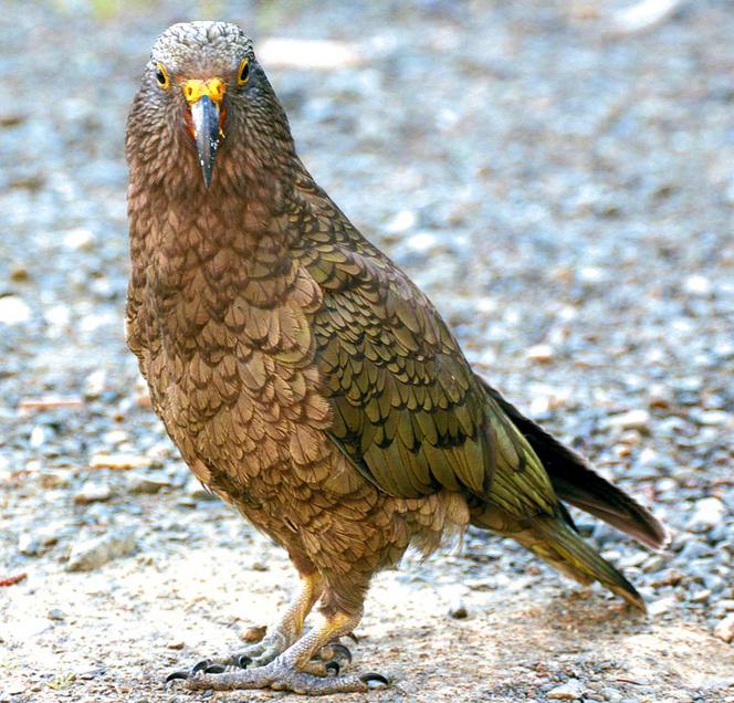 Kiedyś będzie piękna