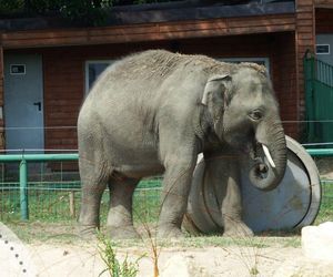 Z chorzowskiego zoo znikną słonie? Park Zoologiczny wydał oświadczenie