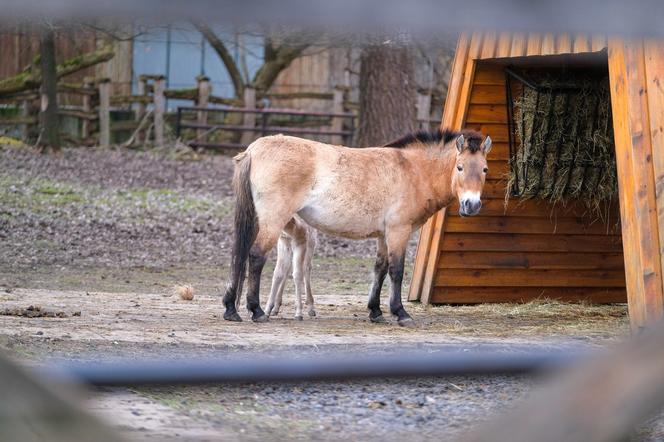 Klaczka konia Przewalskiego z matką Pimą w warszawskim ZOO