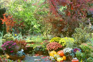 Kolory jesieni w ogrodzie
