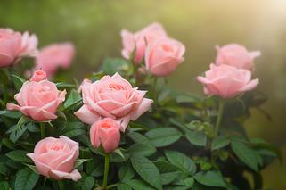 Łagodzi migreny i nudności! Jest boski dla Twojej skóry 