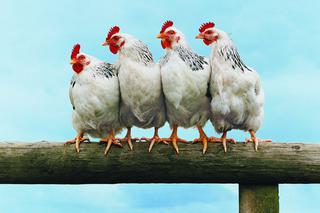 Z całej UE tylko Polska może sprzedawać kurczaki do Chin