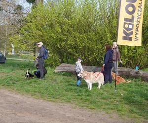 Dogtrekking w Poznaniu