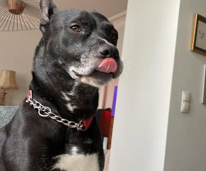 Te psy skradły serca gwiazd! Niektóre wyglądają jak z bajk