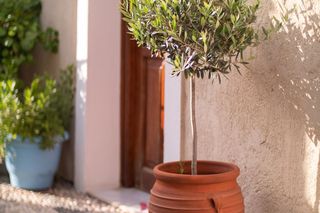 Drzewko oliwne w doniczce