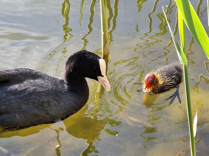 Ptasi Bufet nad bydgoskim Balatonem. Tak mieszkańcy karmią z głową!
