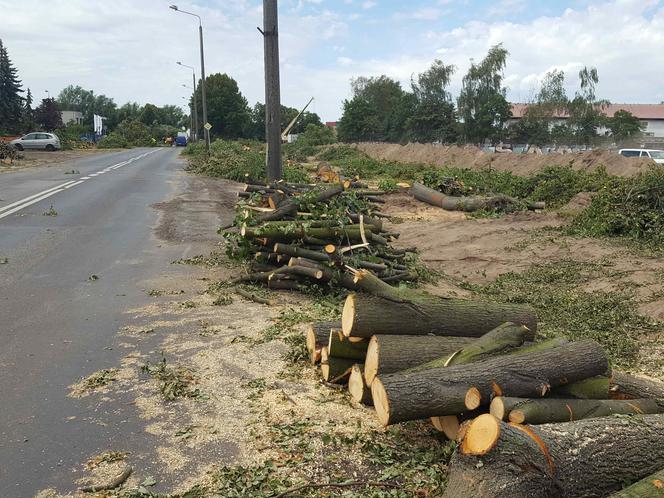 Były starsze od niejednego mieszkańca Leszna.  Z ul. Szybowników znikają dorodne lipy