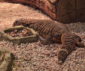 Egzotyczny świat na wyciągnięcie ręki! Zaglądamy do akwarium-terrarium w Myślęcinku