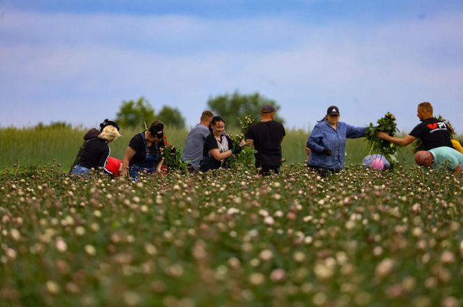 Królewskie kwiaty z Brzozia podbijają świat