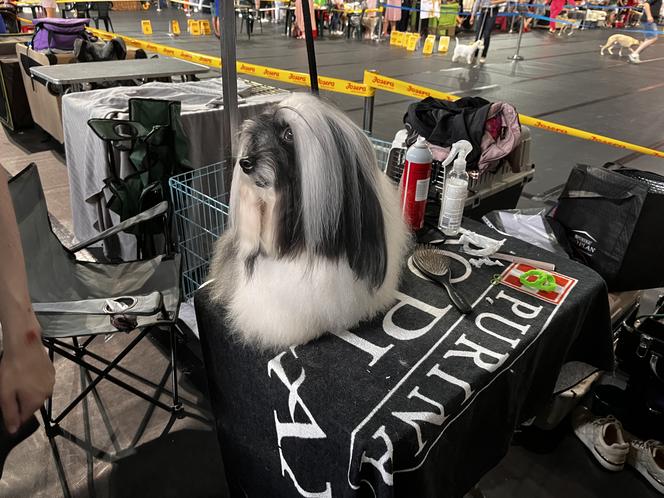 XXVII Międzynarodowa Wystawa Psów Rasowych POMERANIA SHOW