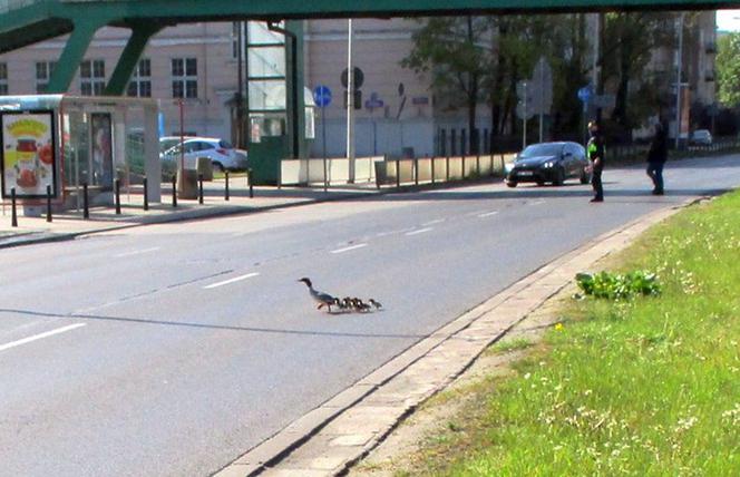 Funkcjonariusze zatrzymali ruch przez rodzinę gęsi