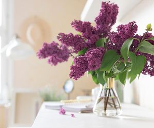 Zrób to z gałązkami bzu przed włożeniem go do wazonu. Piękne fioletowe kwiaty zachowają świeżość i będą zdobić pokój przez wiele dni. Jak utrzymać bez w wazonie?