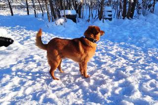 Schronisko dla zwierząt w Nowym Sączu zimą