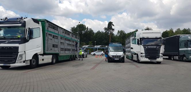 Niehumanitarny transport zwierząt