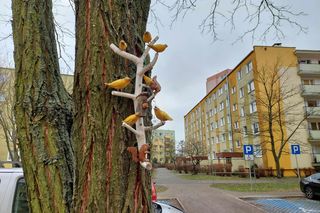 Na bydgoskich drzewach zawisły drewniane rzeźby ptaków i grajków. To pomysł mieszkańca