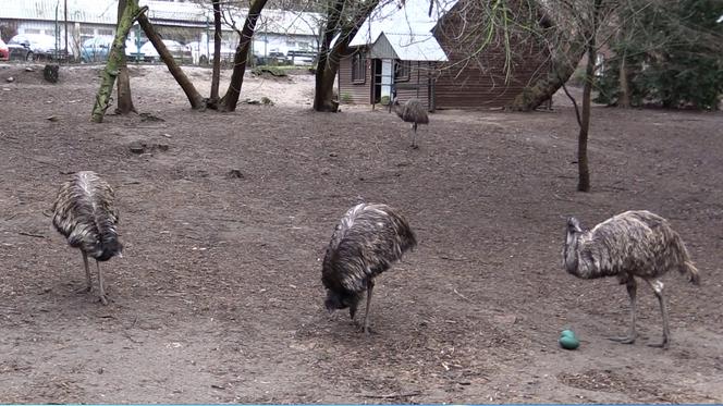 Jaja emu na ZUT w Szczecinie