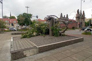 Ktoś zniszczył charakterystyczne drzewko na placu Solidarności