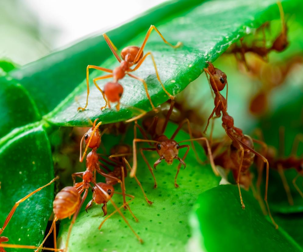 Jak zwalczyć mrówki? 
