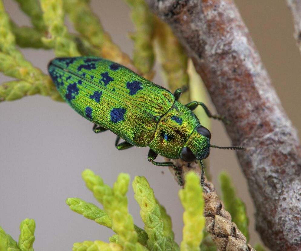 Obserwowano larwy i ślady żerowania. Kolejna plaga „obcych” w Małopolsce 