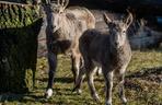 Nowy mieszkańcy łódzkiego Zoo. To bardzo rzadki gatunek