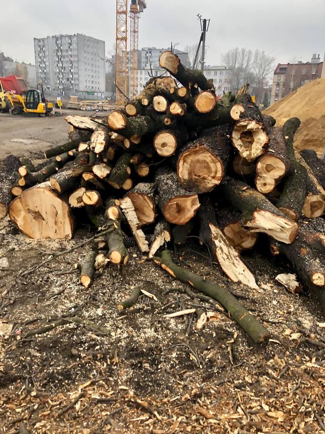 Kasztanowce wycięte na ul. Raciborskiej w Katowicach